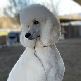Windsor  - Poodle