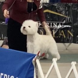 Covington - West Highland White Terrier