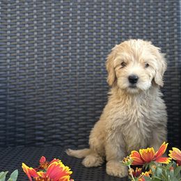 Girl 1 - Lavendar female Australian Labradoodle puppy in Morristown, New Jersey from English Manor Labradoodles