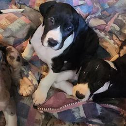 Mantle female 3 - Mantle female Great Dane puppy in Gig Harbor, Washington from Lakaya Danes
