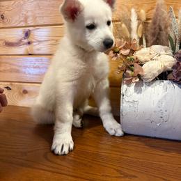 Brown Collar  (LL Bean) - White male Berger Blanc Suisse puppy in Rice Lake, Wisconsin from Windswept White Swiss Shepherds