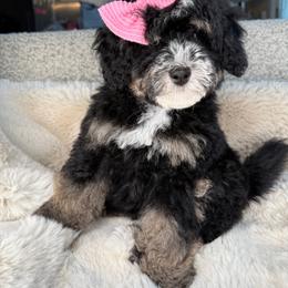 Pink - Tri-color female Bernedoodle puppy in Curtice, Ohio from The Pink Doghouse