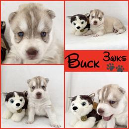 Buck (nickname) - Red and white male Siberian Husky puppy in Fairborn, Ohio from Haven of Free Spirits