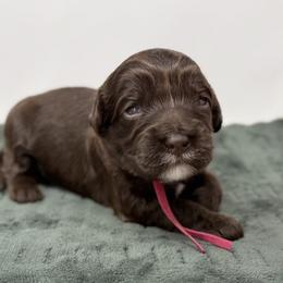 Phoebe - Chocolate female Australian Labradoodle puppy in Sacramento, California from Little Farmstead Labradoodles