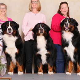 Bernese Mountain Dogs from Bugziere Bernese Mountain Dogs