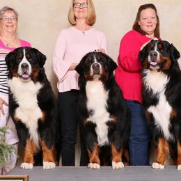 Bernese Mountain Dogs from Bugziere Bernese Mountain Dogs