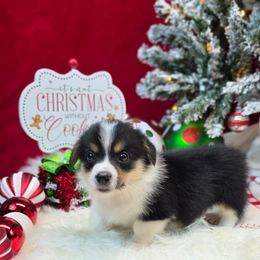 Charm - Black and tan female Pembroke Welsh Corgi puppy in Charleston, Arkansas from Hilltop Corgis