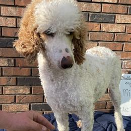 Millee - Poodle