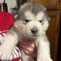 Caramel - Gray and white female Alaskan Malamute puppy in Indianapolis, Indiana from Kasaan Alaskan Malamutes