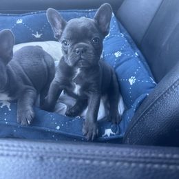 Karen Smith - French Bulldog puppy in Arizona from Prickly Pear Kennels