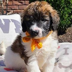 Saint Berdoodles and Sheepadoodles from Heart of Dixie Doodles