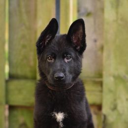German Shepherds from Von Müllerstrand