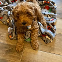 Australian Labradoodle Puppies from Llewellyn's Grove Labradoodles