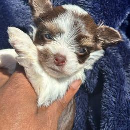 Kingston - Chocolate, tan and white male Yorkshire Terrier puppy in Lynwood, Illinois from SaintNicksWay