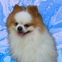 Cheddar Puff - Pomeranian