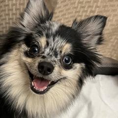Pomeranians from Twistedly Sweet Poms