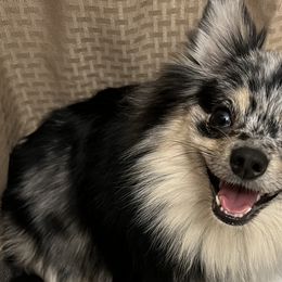 Pomeranians from Twistedly Sweet Poms