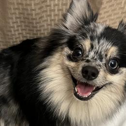 Pomeranians from Twistedly Sweet Poms
