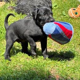 Clue - Black and white male Xoloitzcuintli puppy in Manitowoc, Wisconsin from Wonderland Kennel
