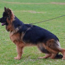 Carlos - German Shepherd