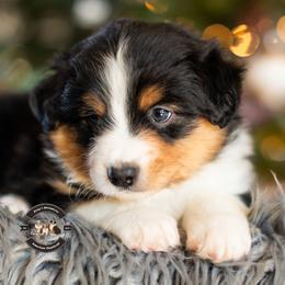 Colin - Black tri male Miniature American Shepherd puppy in Tonopah, Arizona from King's Miniature American Shepherds