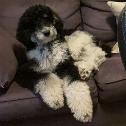 Poodles from Southern Rose Kennel