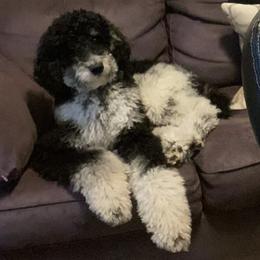 Poodles from Southern Rose Kennel