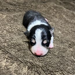 Alejandro - Tri-color male Border Collie puppy in Granbury, Texas from Rocking H Border Collies
