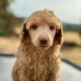 Mirage - Red  female Poodle puppy in Lookout, California from Rossiter Poodles