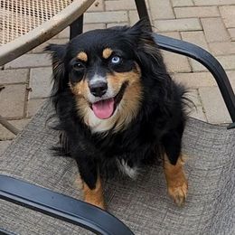Josie - Miniature American Shepherd