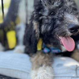 Girl 1 - Black tri-color Aussiedoodle puppy in Dripping Springs, Texas from Doodle Ranch