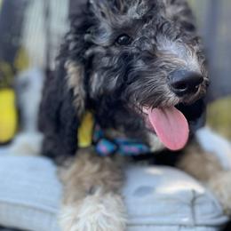 Girl 1 - Black tri-color Aussiedoodle puppy in Dripping Springs, Texas from Doodle Ranch