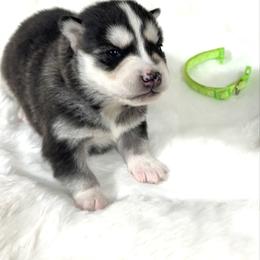 Elmo - Black and white male Siberian Husky puppy in Vail, Iowa from Homegrown Huskies