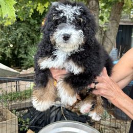 Delilah - Black and white female Assorted Doodle Crosses puppy in Calhoun, Georgia from Happy Top Doodles
