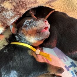 Beauceron Puppies from Shepherd's Heart Beaucerons