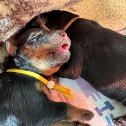 Beauceron Puppies from Shepherd's Heart Beaucerons