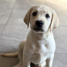 Girl 1 - female Labrador Retriever puppy in Hutto, Texas from Texas Bluebonnet Labs