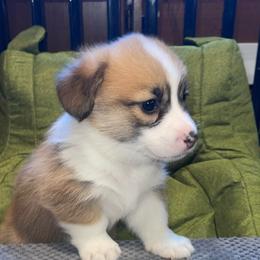 Skipper - Red male Pembroke Welsh Corgi puppy in Adairsville, Georgia from R&R Corgis