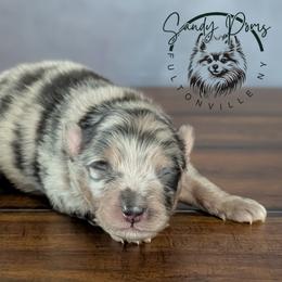 Bruno - Blue merle male Pomeranian puppy in Fultonville, New York from Sandy Aussies & Pomeranians