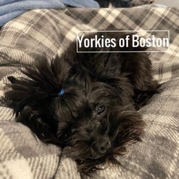 Ozzy - Yorkshire Terrier