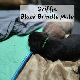 Boy 3 - Black brindle male Cane Corso puppy in Sandia, Texas from OneTime Cane Corso