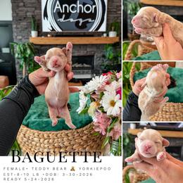 B A G U E T T E  ( teddy bear ) - Cream female Yorkipoo puppy in Pleasant View, Utah from Anchor Dogs