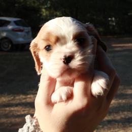 Cavalier King Charles Spaniel Puppies from Critter's Cottage Cavaliers