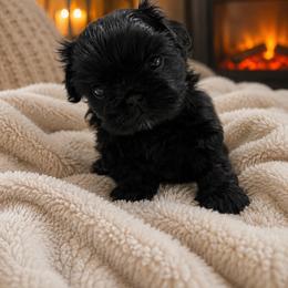Brook - Black male Shih Tzu puppy in Montgomery, Texas from Furbourne Farms