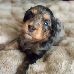 Hades - Blue merle male Aussiedoodle puppy in Norco, California from DLT MiniAussie