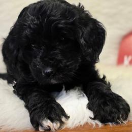 Rudolph - Black and white male Bernedoodle puppy in Eatonville, Washington from Mt. Rainier Doodle Dogs