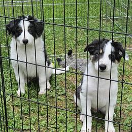 Border Collie puppies from LaTiKi Border Collies