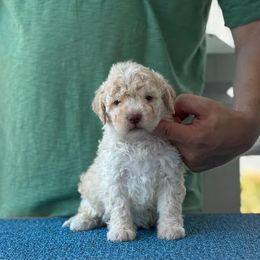 Girl 1 - Orange female Lagotto Romagnolo puppy in Sugar Valley, Georgia from Pinnacle Farm and Kennel