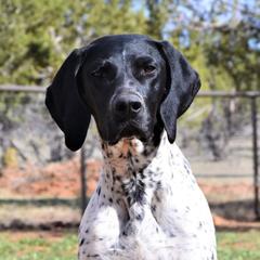Stevie  - German Shorthaired Pointer