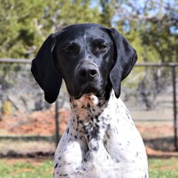 Stevie  - German Shorthaired Pointer